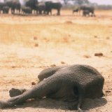 Le parc de Hwange subit des pénuries d'eau de plus en plus prononcées, ce qui pousse les éléphants notamment à partir au Botswana (archives).